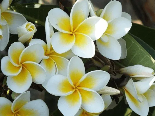 Plumeria Perfume