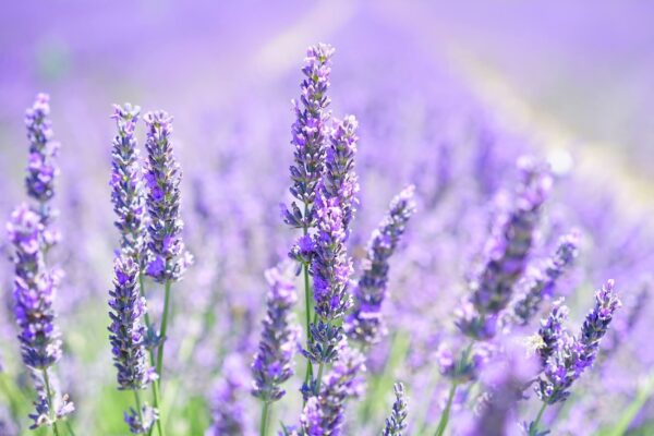 lavender-Perfume